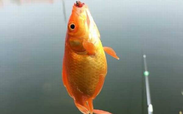 红鲫鱼吃什么东西?