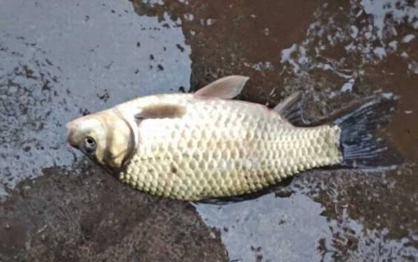 鲫鱼是淡水鱼还是海水鱼?