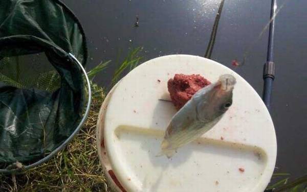 鲫鱼是淡水鱼还是海水鱼?