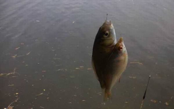 鲫鱼是淡水鱼还是海水鱼?