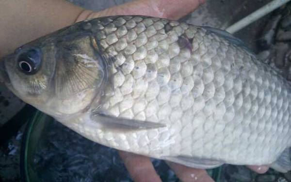 鲫鱼怎么分公母?