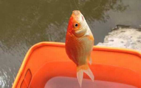 红鲫鱼一般能活多久?