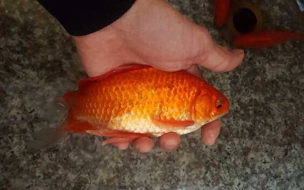 红鲫鱼怎么分辨雌雄?