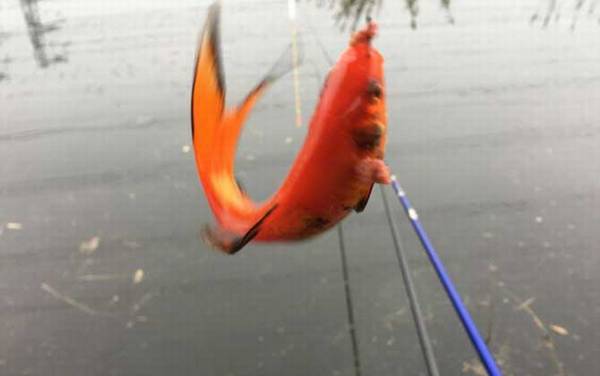 红鲫鱼怎么分辨雌雄?