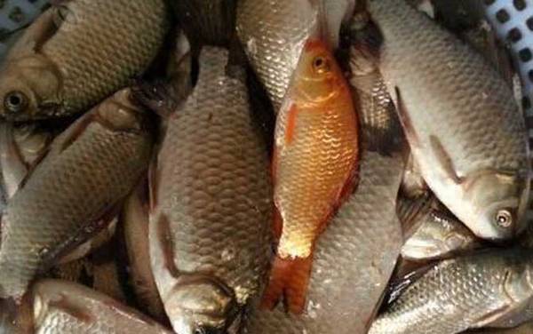 金鲫鱼是什么鱼?