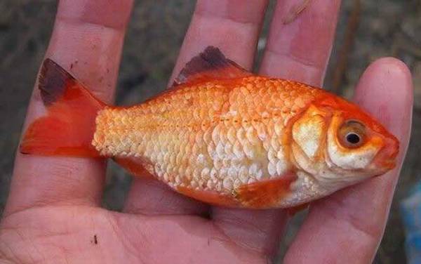 金鲫鱼多大产卵繁殖?