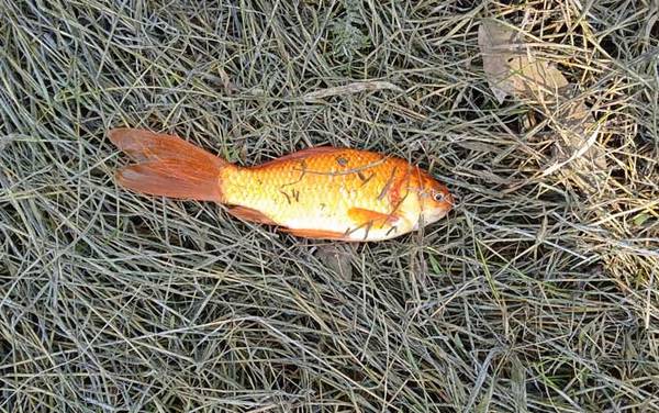 金鲫鱼能长多大?