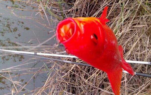 金鲫鱼能长多大?