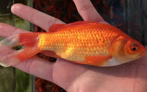 金鲫鱼什么时候产卵?