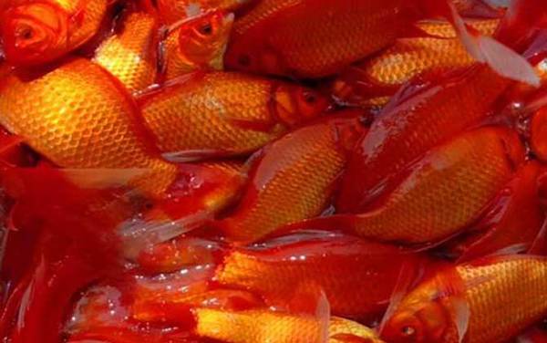 锦鲫鱼寿命大概是多久?