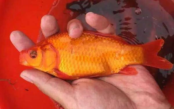 锦鲫鱼寿命大概是多久?