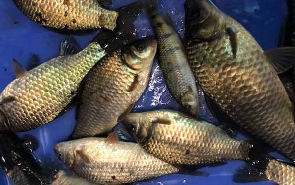 养鲫鱼多久喂一次?