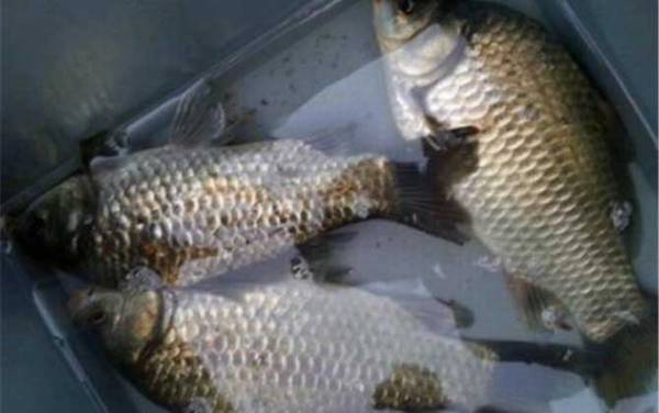 养鲫鱼需要打氧吗?