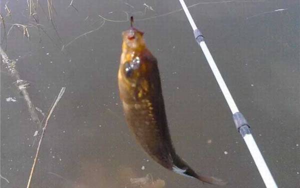 在家养鲫鱼喂它吃什么?