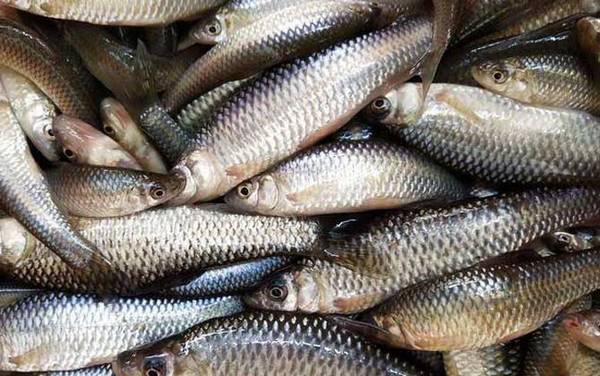 麦穗鱼养殖亩产量多少斤?