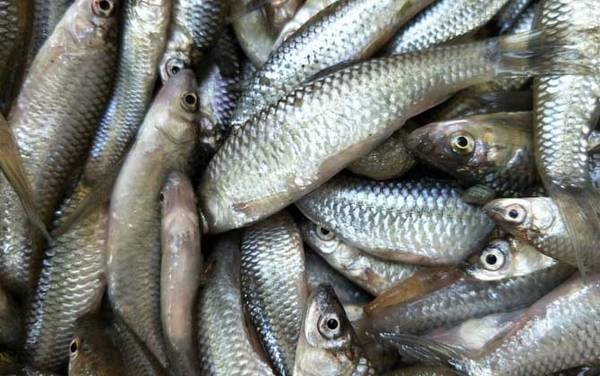 麦穗鱼养殖亩产量多少斤?