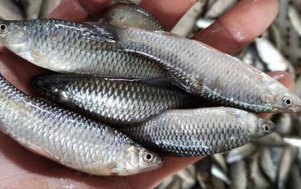 麦穗鱼养殖亩产量多少斤?