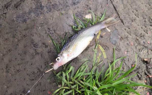 麦穗鱼不打氧能活吗?