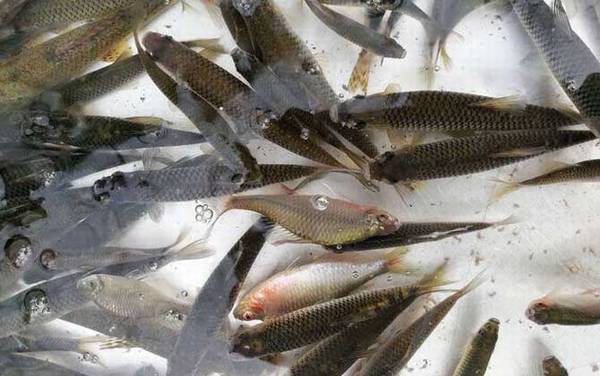 麦穗鱼产卵多长时间孵化出来?