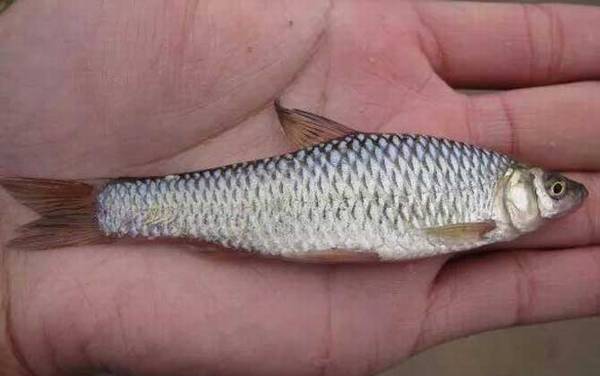 麦穗鱼产卵多长时间孵化出来?