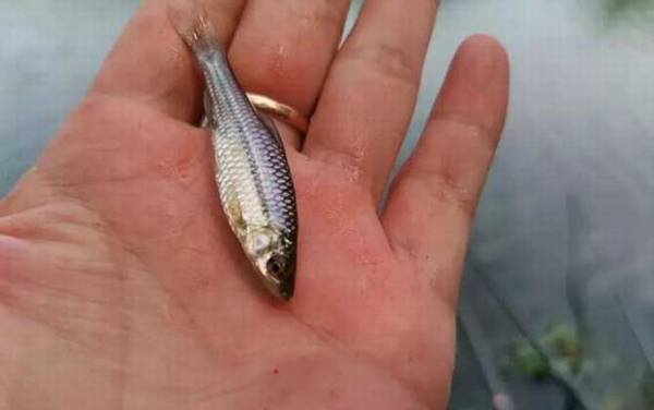 麦穗鱼产卵多长时间孵化出来?