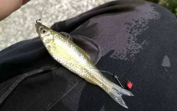 麦穗鱼吃小鱼吗?