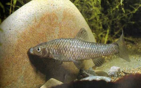 麦穗鱼吃小鱼吗?