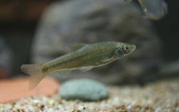 麦穗鱼繁殖能力强吗?