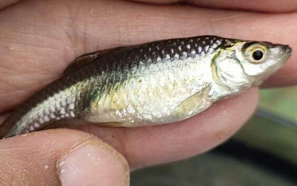 麦穗鱼繁殖能力强吗?