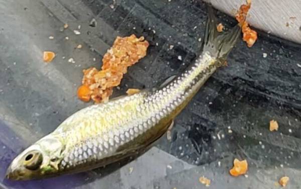 麦穗鱼繁殖能力强吗?