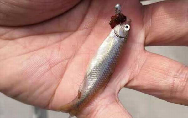 麦穗鱼长多大才能繁殖?