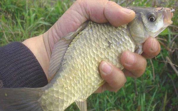 盆里养鲫鱼怎么才不死?