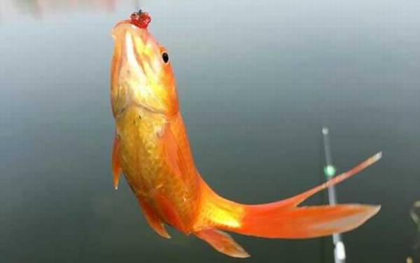 养红鲫鱼多久喂一次?