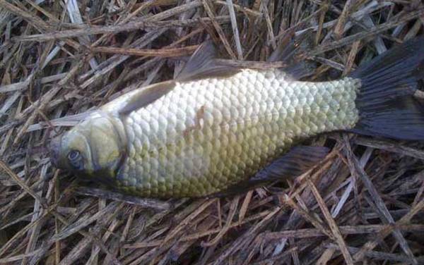 大板鲫是什么鲫鱼?