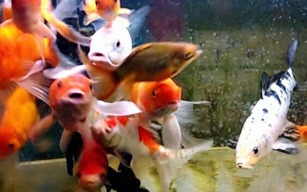 ������������