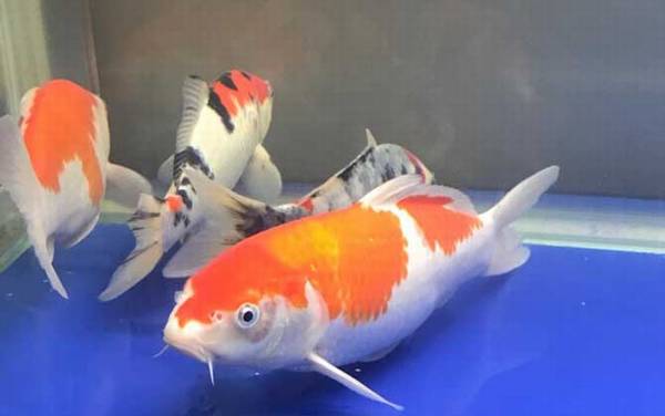 ������������