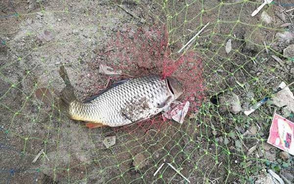 鲤鱼能活多少年?