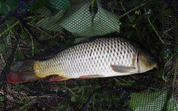 鲤鱼什么时候产卵?