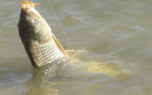 鲤鱼一年产几次卵?