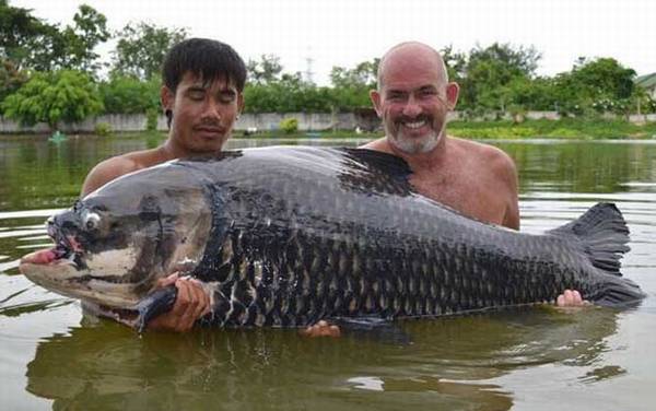 暹罗鲤鱼是什么鱼?