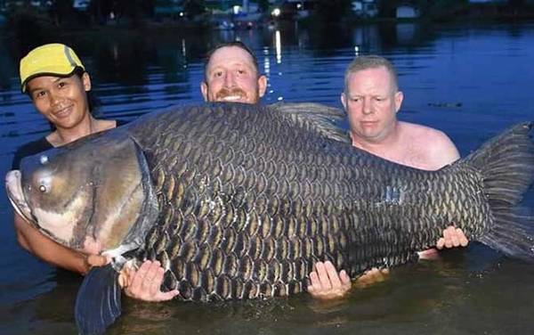 暹罗鲤鱼是什么鱼?