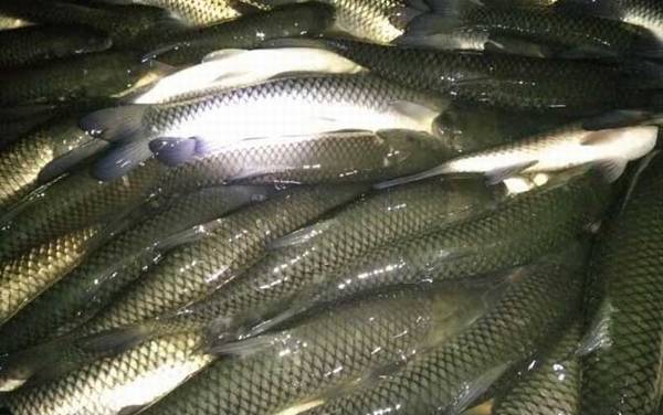 青鱼和草鱼是一种鱼吗?