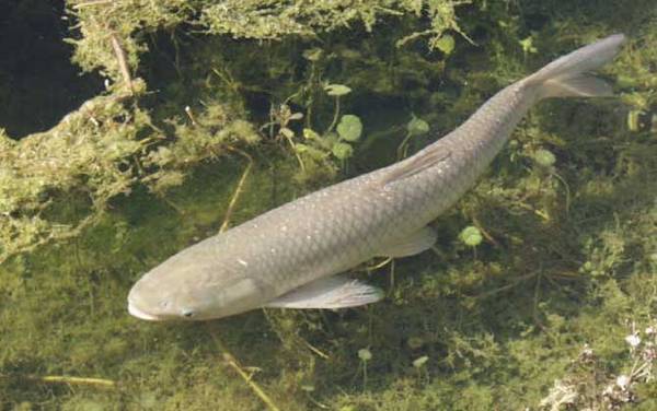 草鱼价格多少钱一斤?