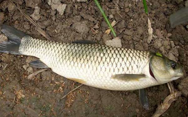 草鱼价格多少钱一斤?