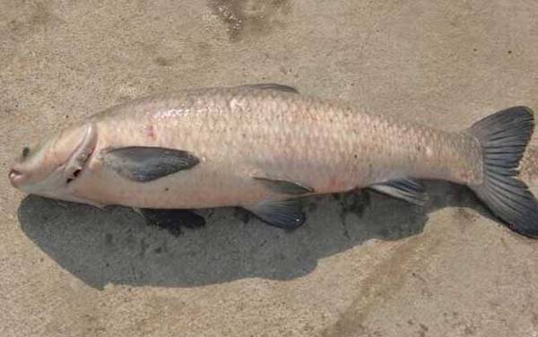 青鱼和鲅鱼有什么区别?