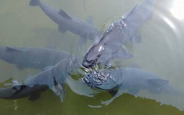 青鱼和草鱼有什么区别?