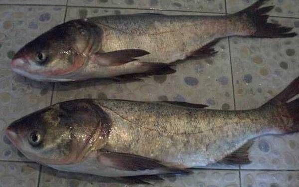 鲢鱼和鳙鱼有什么区别?