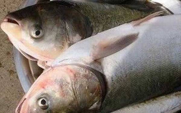 鲢鱼和鳙鱼有什么区别?