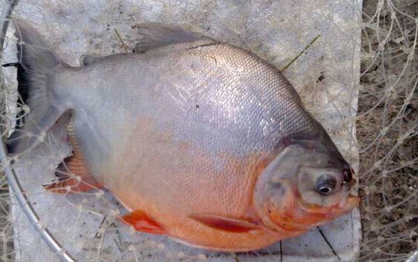 鲳鱼是海鱼还是淡水鱼?