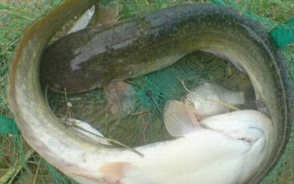 鲶鱼吃什么食物?